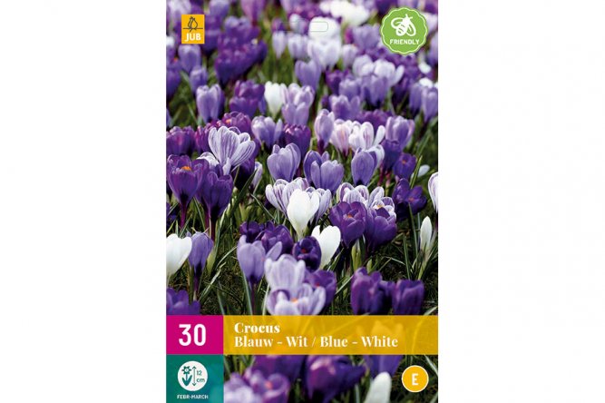 Crocus Bleus et Blancs