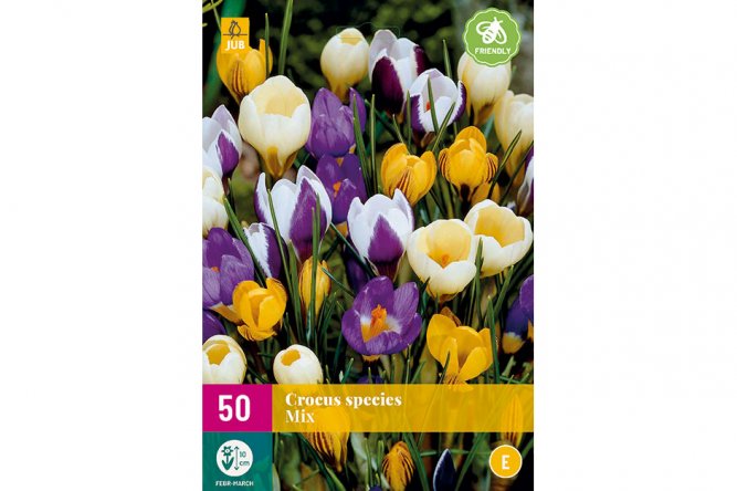 Crocus Variés