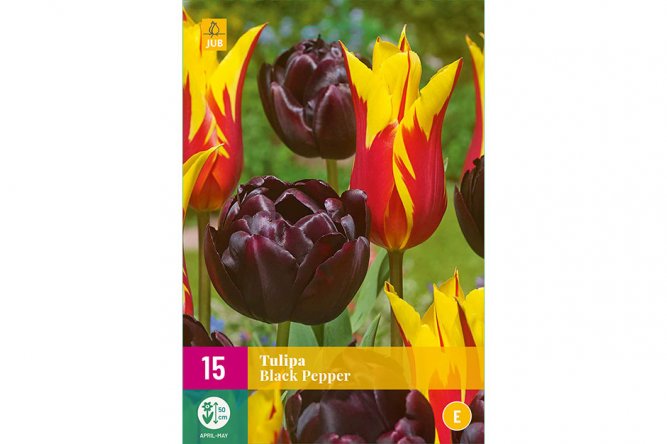 Tulipes Black Pepper
