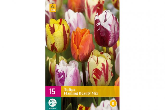 Tulipes Flaming Beauty