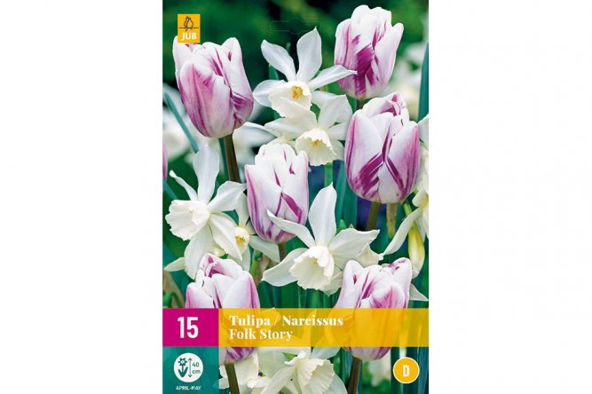 Tulipes / Narcisses Folk Story rupture producteur remplacées par Tulipes sweet purple