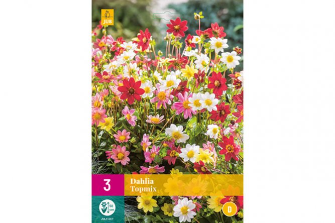 Dahlia Top Mix