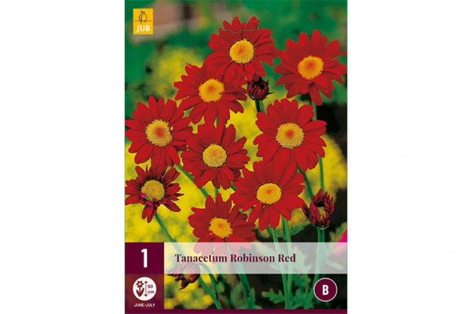 Tanacetum Robinson