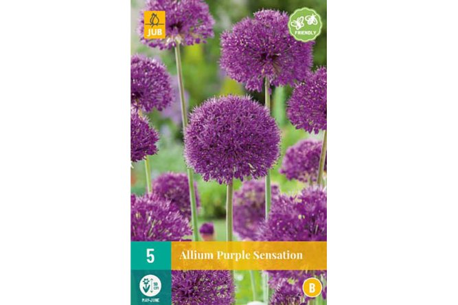 Alliums Purple Sensation