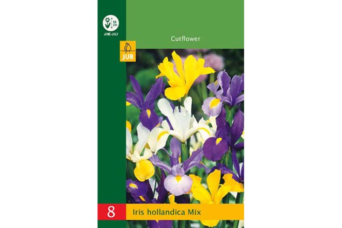 Iris Hollandica Mix