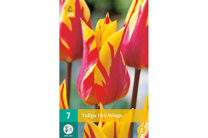 Tulipes Fire Wings