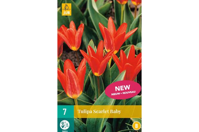 Tulipes Scarlet Baby