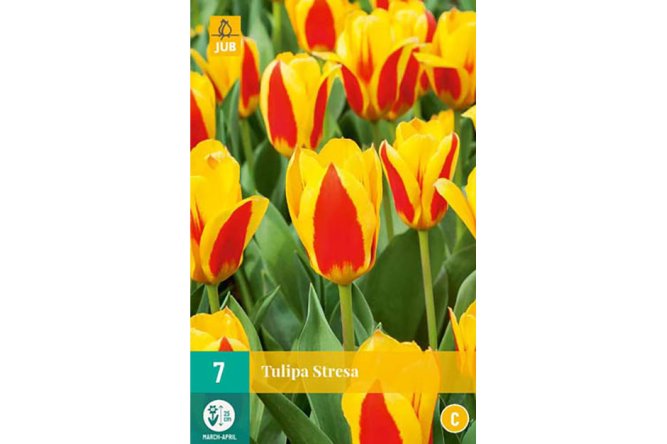 Tulipes Stresa Mix