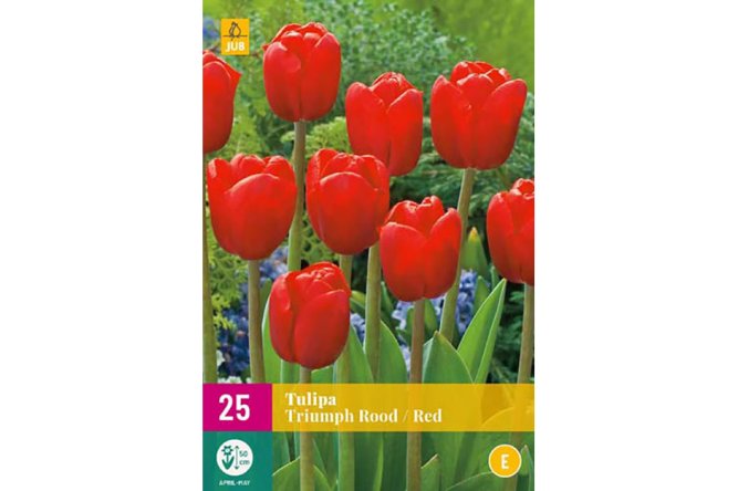 Tulipes Triumph Red