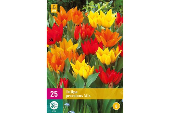 Tulipes Praestans Mix