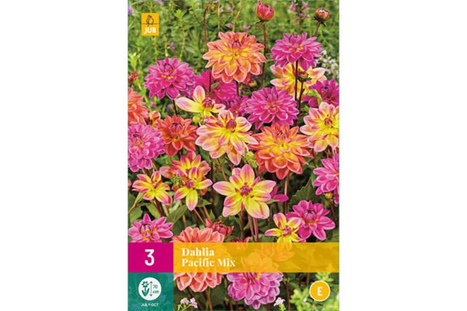Dahlias Pacific remplacés éventuellement par des dahlias top mix cause rupture partielle du producteur