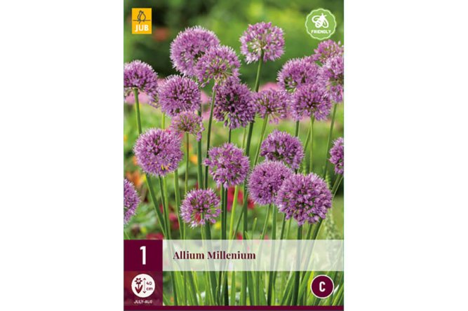 Allium Millenium