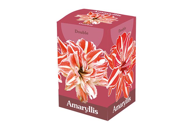 Coffret cadeau amaryllis double rouge/blanc