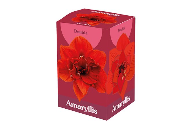 Coffret cadeau amaryllis double rouge