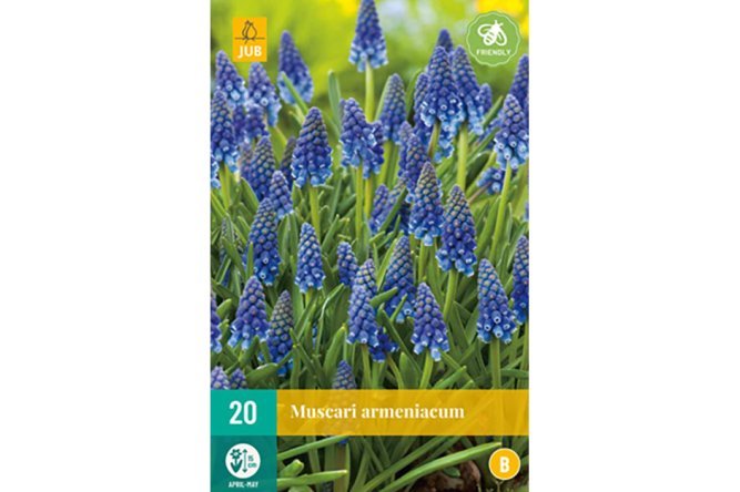 Muscari arméniacum