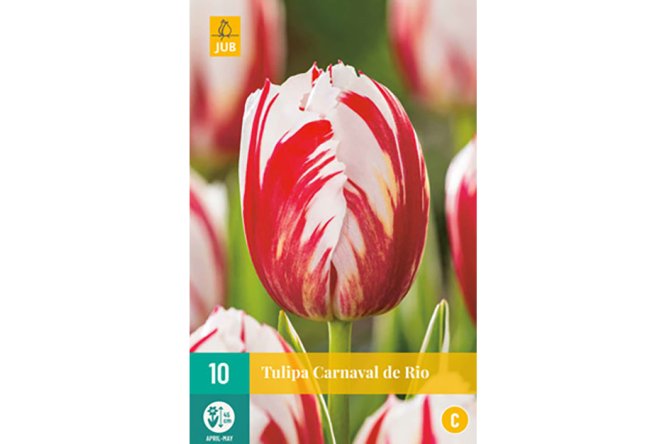 Tulipes Carnaval de Rio