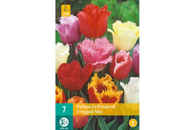 Tulipes Fringed mix