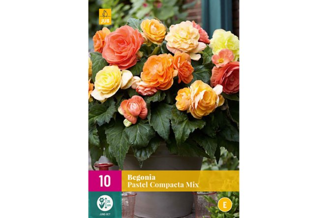 Begonia Pastel Mix