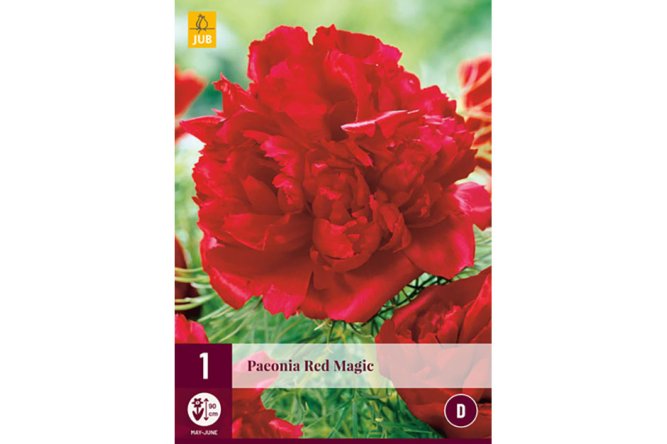 Pivoine Rouge