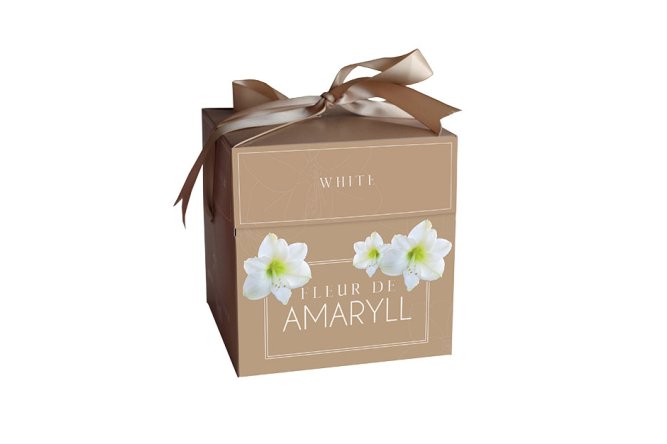 Coffret Amaryllis blanche + pot