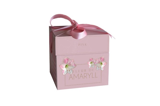Coffret Amaryllis rose + pot