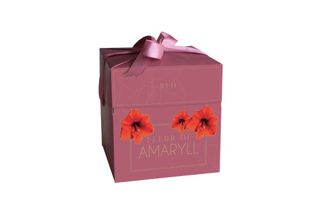 Coffret Amaryllis rouge + pot