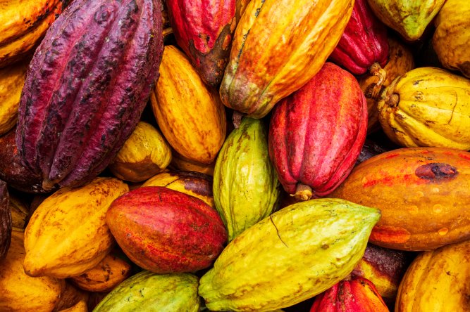 fèves de cacao