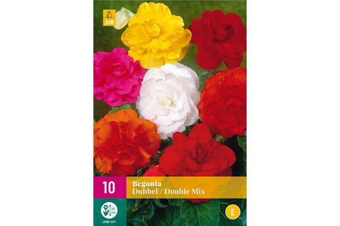 Begonia Mix