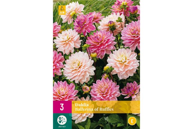 Dahlias Ballerina remplacés éventuellement par des Dahlias décorative mix cause rupture partielle du producteur