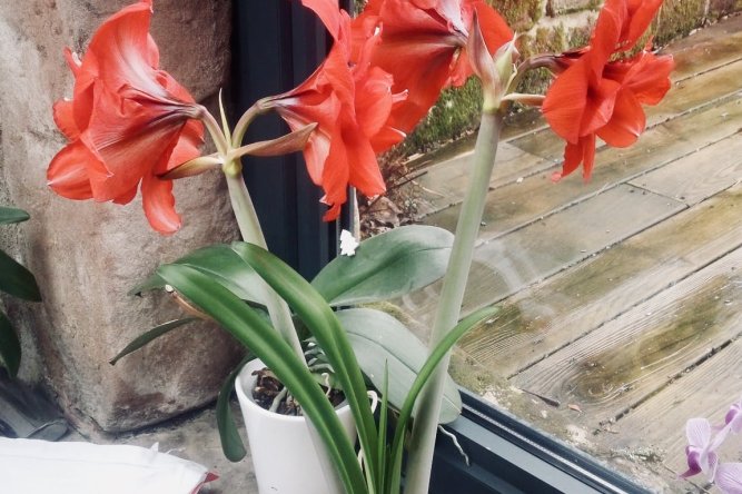 amaryllis