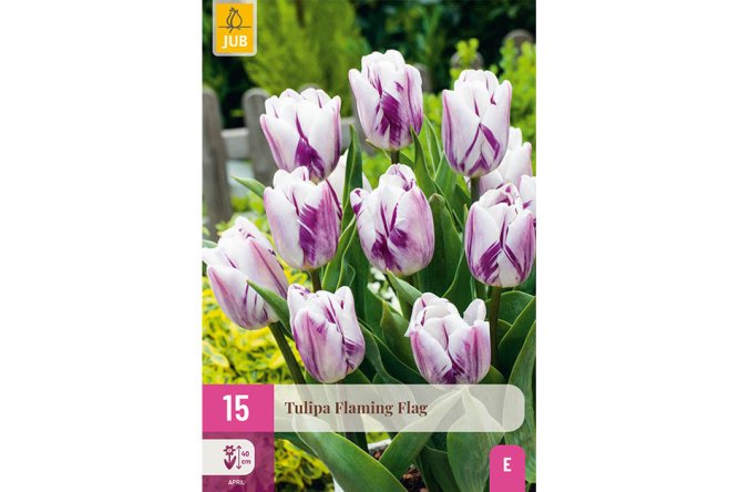 Tulipes Flaming flag