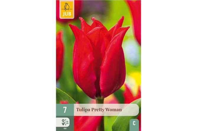 Tulipes Pretty woman