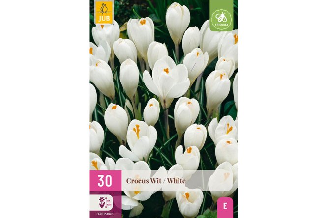 Crocus blancs