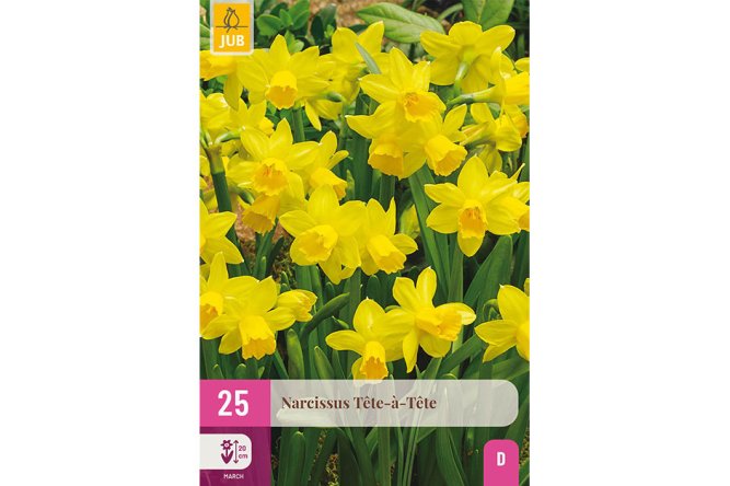 Narcisses Tête à Tête