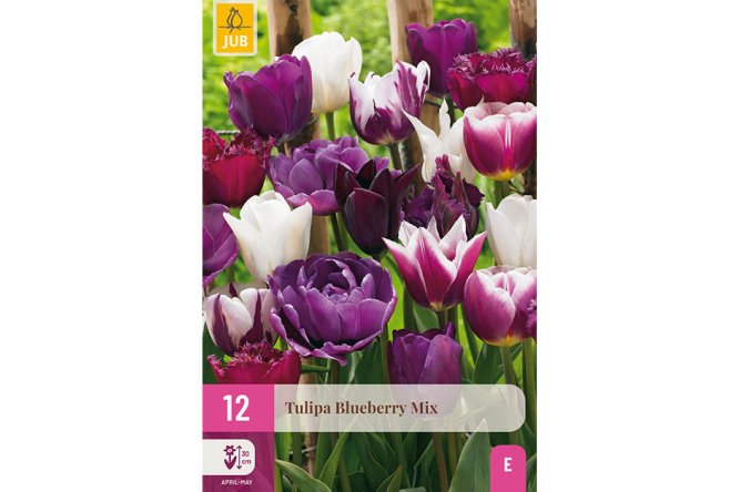 Tulipes Blueberry Variées