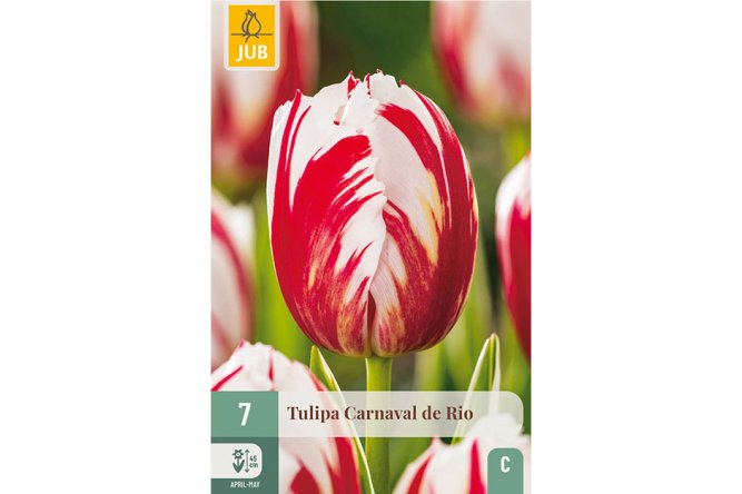 Tulipes Carnaval de Rio
