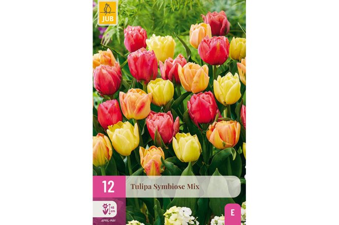 Tulipes Symbiose mix