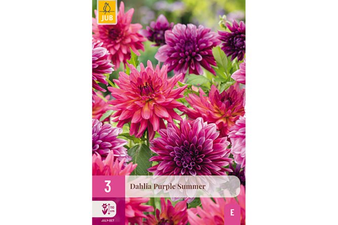 Dahlias Purple Summer