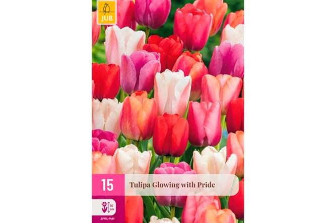 Tulipes Glowing with pride