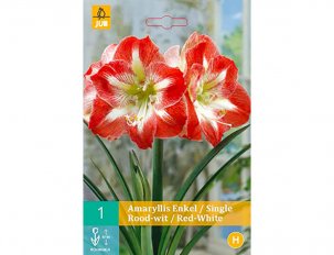 amaryllis rouge et blanc