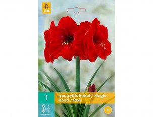 amaryllis rouge