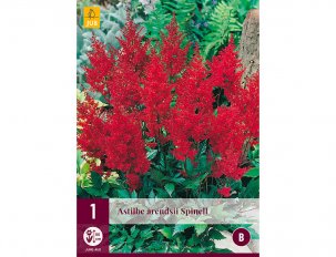 astilbe rouge