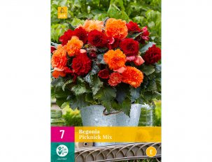begonia