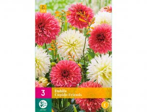 dahlias