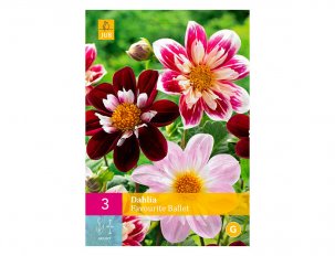 dahlias