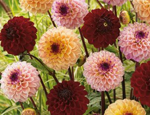 dahlias