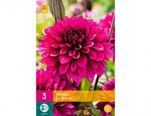 dahlias