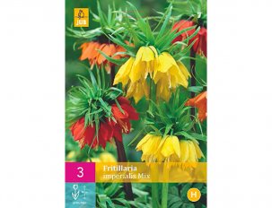 fritillaria impérialis