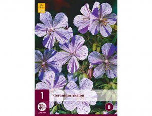 geranium fleur