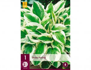 hosta